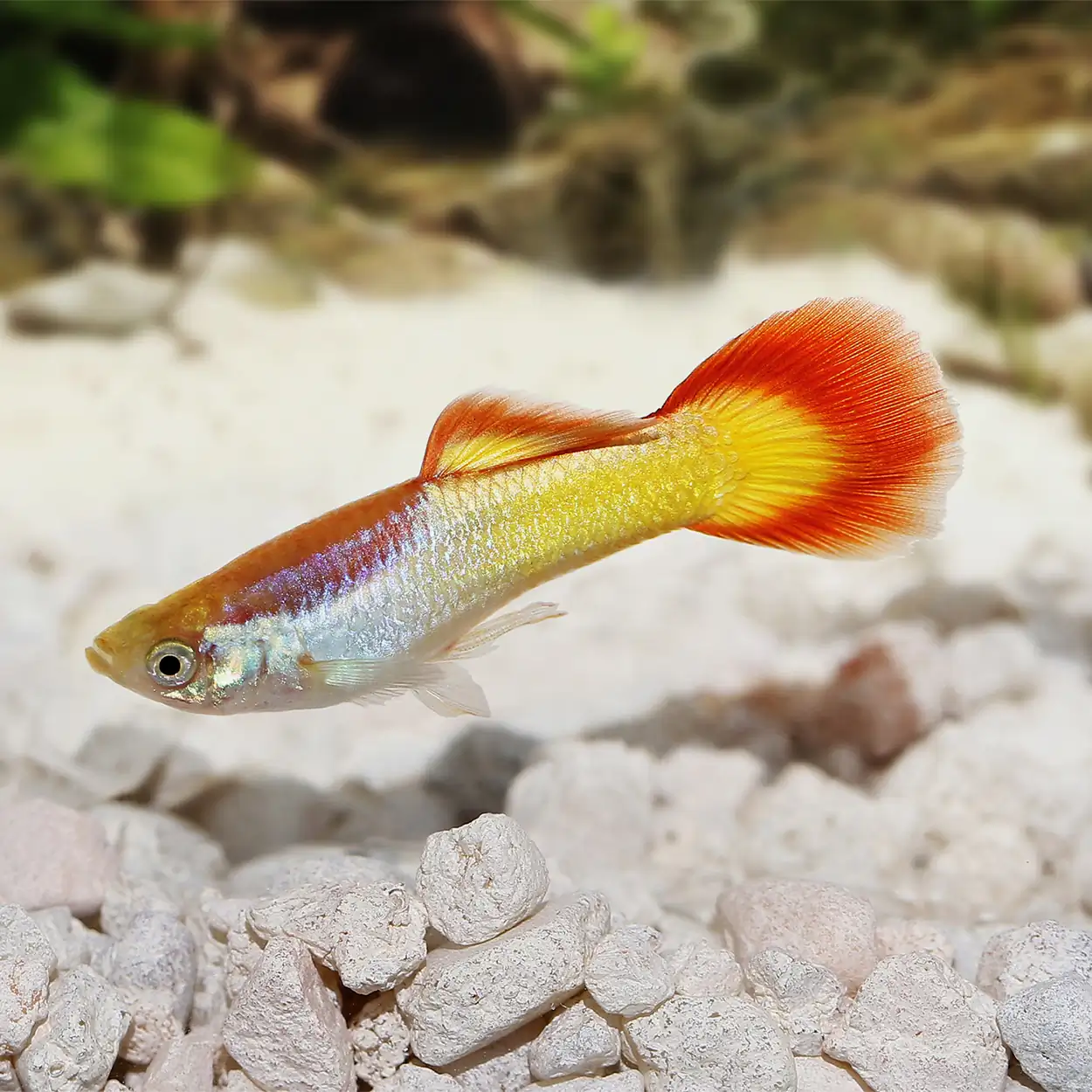 Tequila Sunrise Guppy, Male